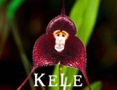 Nuovi semi freschi! 100 semi di Orchidee, panorami Monkey Face Orchidee semi, varietà più Semina il trasporto Libero