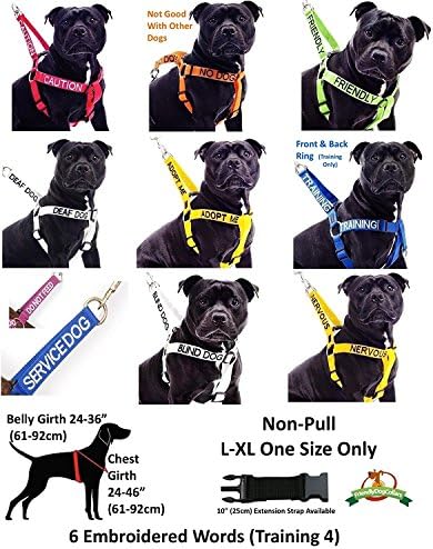Dexil Limited Beslemeyin Mor Renk Kodlu L-XXL Yarı Boğucu Köpek Tasması (Alerjisi Olabilir) Köpeğinizin Başkalarını
