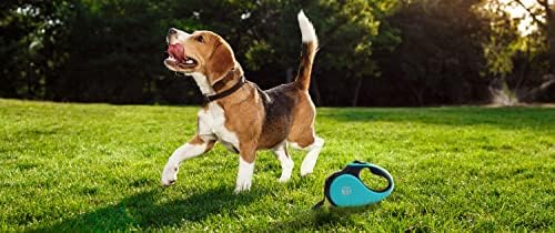 Doggie El Yapımı %100 Hakiki Deri köpek tasması için En İyi Küçük Orta Büyük Ekstra Büyük Köpekler (S: Boyun Boyutu:9.5-11.5(25-30