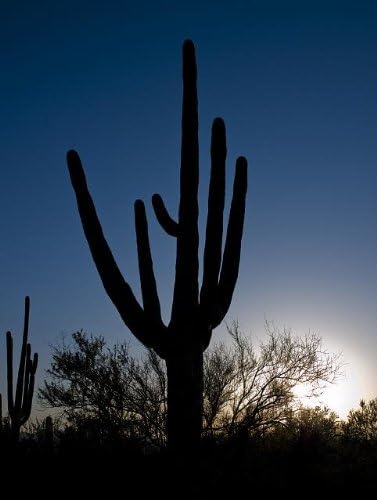 HistoricalFindings Fotoğraf: Tuscon,Arizona,AZ Yakınlarındaki Saguaro Kaktüsü,Manzara, Güneybatı, Çöl, Nisan 2008